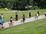 Montreal Canine Training