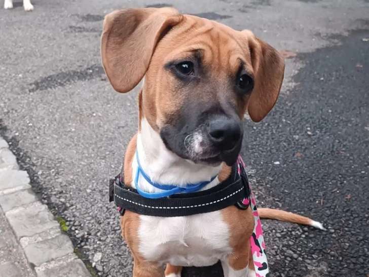 Le chien qui marche