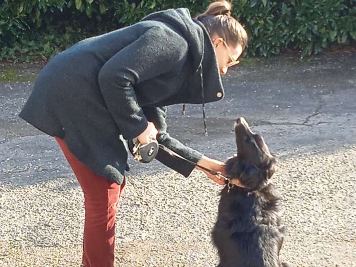Promenades pour chiens (sauf catégories 1 & 2).