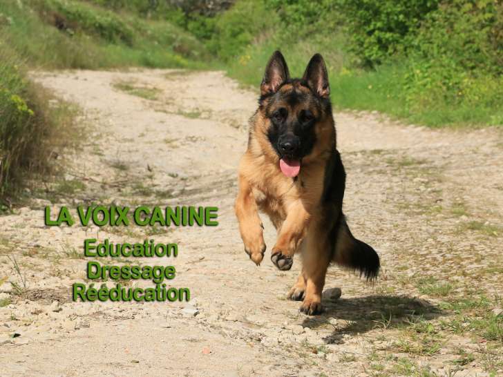 La Voix Canine