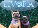 Livora