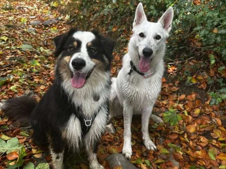 Bestioles & Cabotins