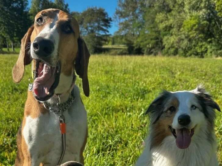 Bestioles & Cabotins