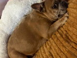 Boulyruby