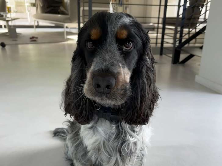 Esprit Canin