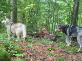 Les pattes en forêt