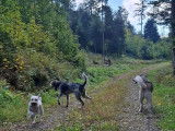 Les pattes en forêt