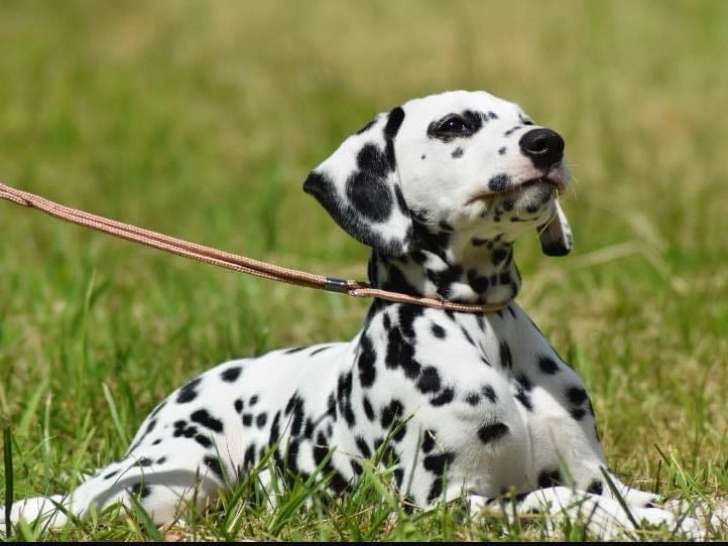 De l'Horizon des Rêves