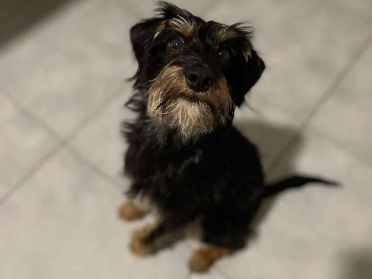 Noé Animaux et Compagnie