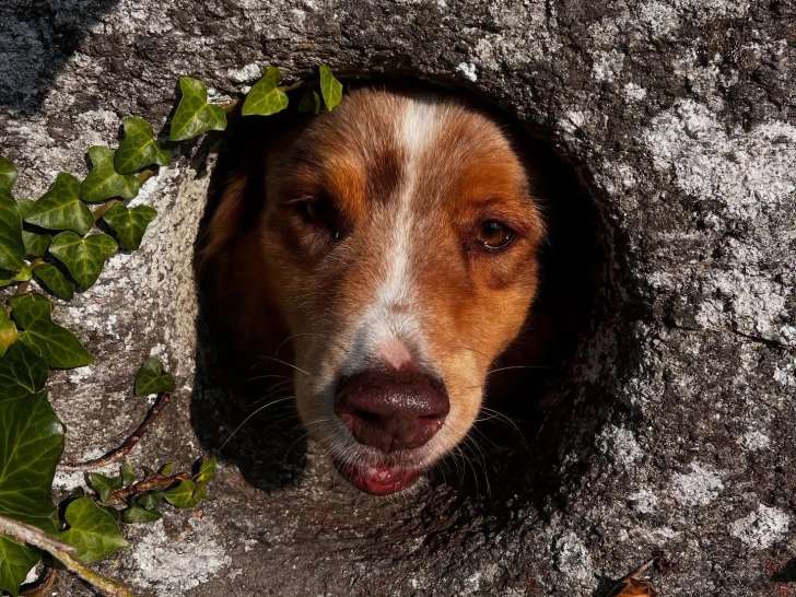 Noé Animaux et Compagnie