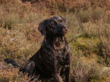Alice au Pays Canin