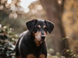 Alice au Pays Canin