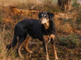 Alice au Pays Canin