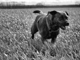 Alice au Pays Canin