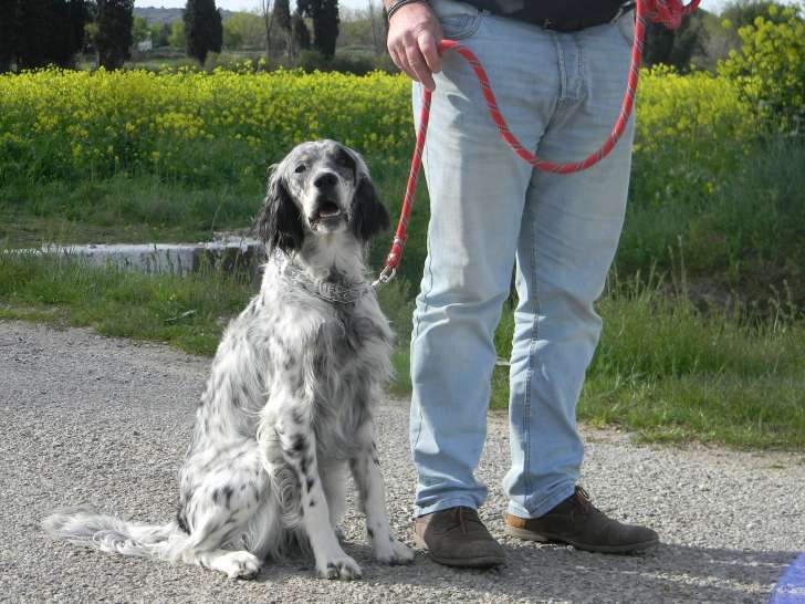 École Canine Aurélie