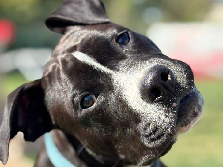 Centre d'éducation canine de Trets