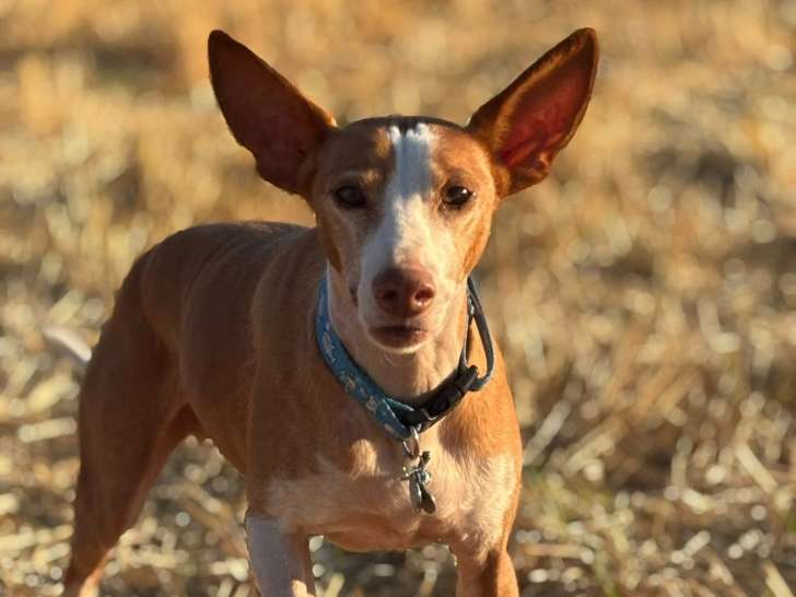 Centre d'éducation canine de Trets