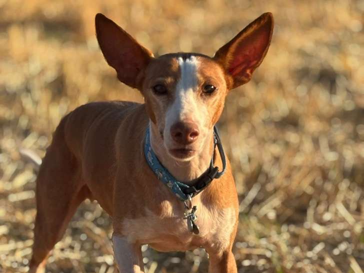 Centre d'éducation canine de Trets