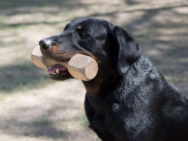 Centre d'éducation canine de Valdonne