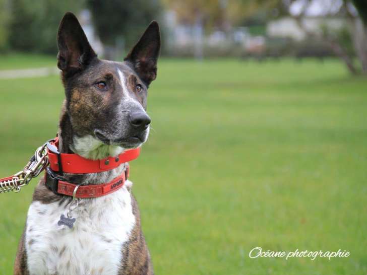 L'Académie des Chiens