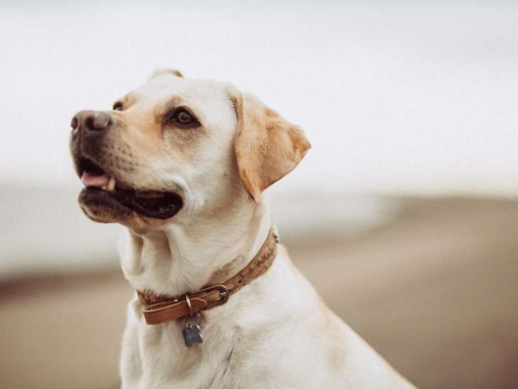 La compagnie des poilus