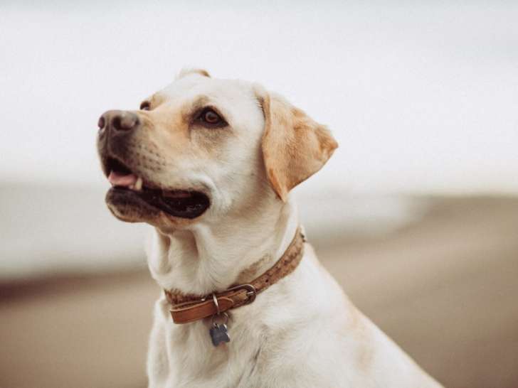 La compagnie des poilus