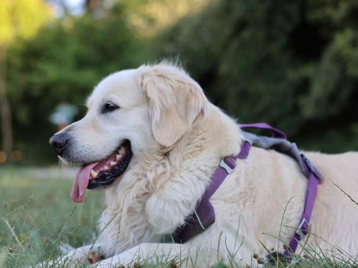 Les loulous en vadrouille