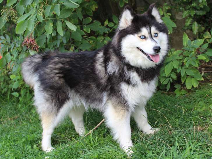 Salsa notre première pomsky