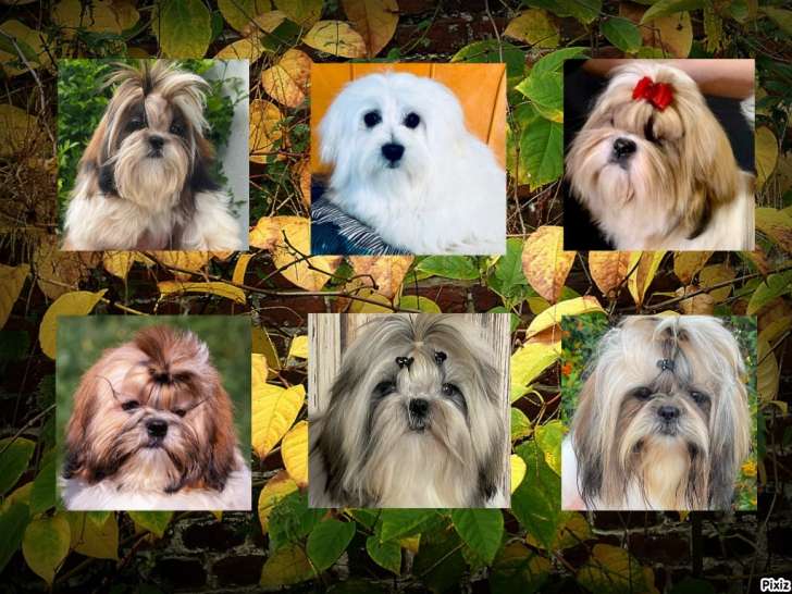 Elevage de Maltu/malshi et de Shih-tzu des Merveilles d'Océane