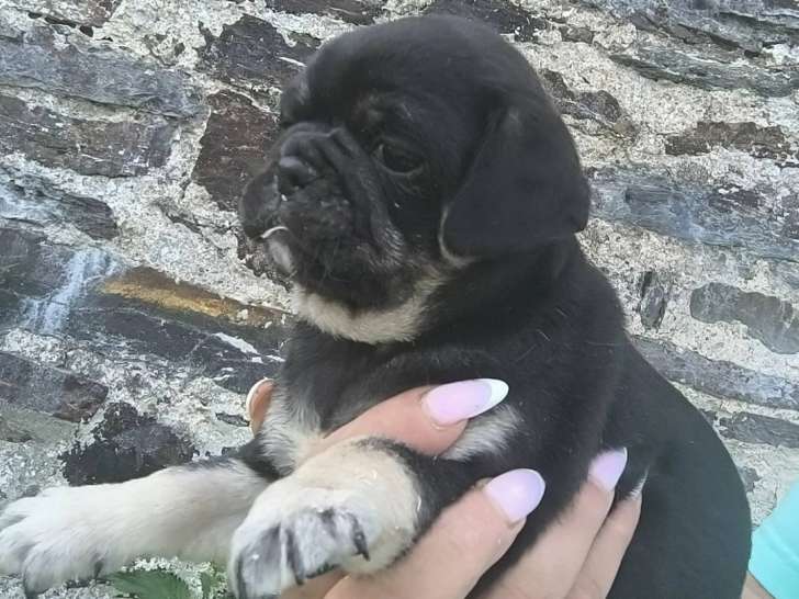 De l'Étoile du Centaure