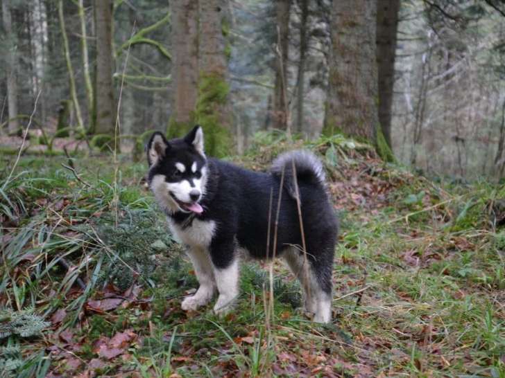 Of Wild Norwolf Tribe