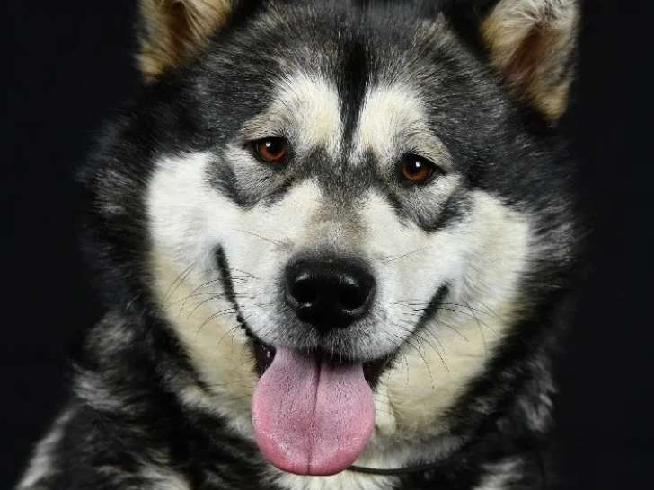 Les Loups des Outsky