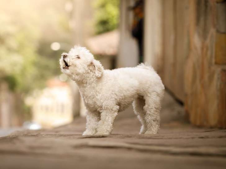 SOS BIen-Être Canin