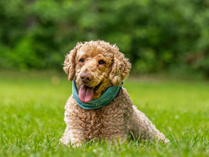 SOS BIen-Être Canin