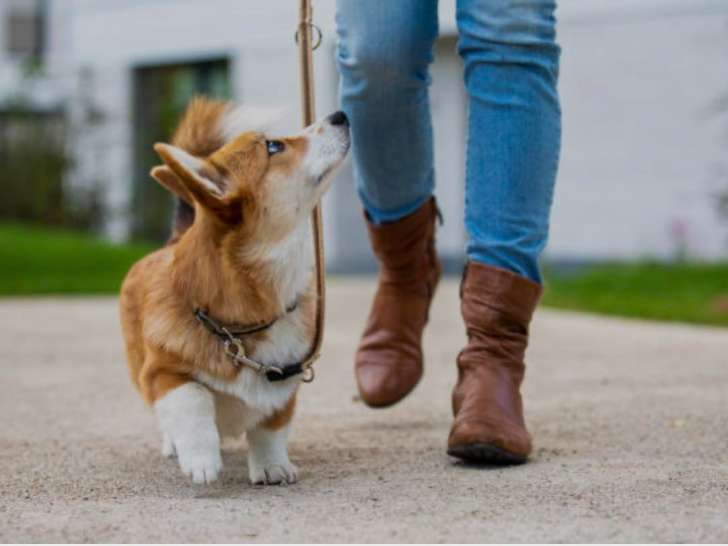 Comprenez Votre Chien