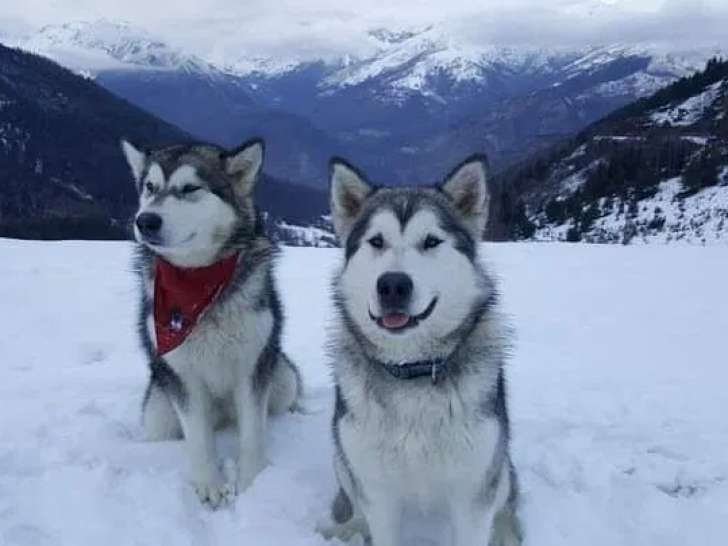 Des Crocs Blancs d'Alaska