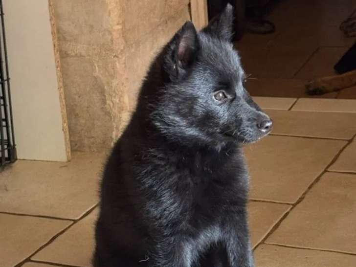 Maski du Van Lappeenranta