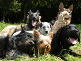 Dog’s Club Vacances