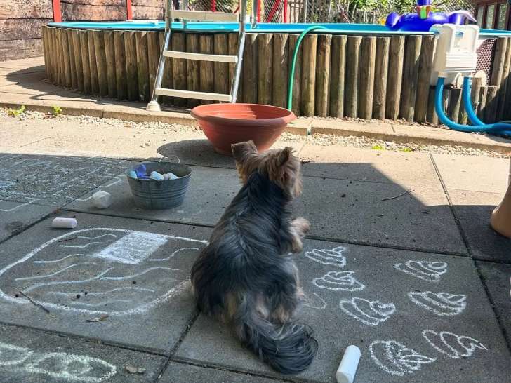 Le Terrier Douillet & Cie