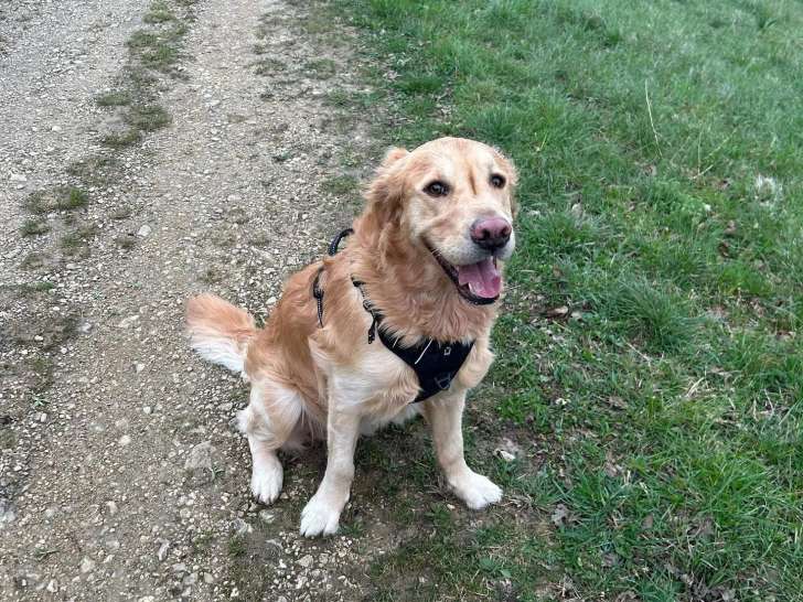 Le Terrier Douillet & Cie