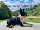 Pension canine du Sapin