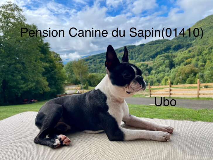 Pension canine du Sapin