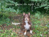Pension canine du Sapin