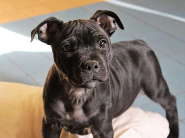 Clinique vétérinaire des Forges