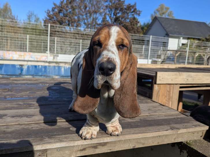 Bourges Éducation Canine
