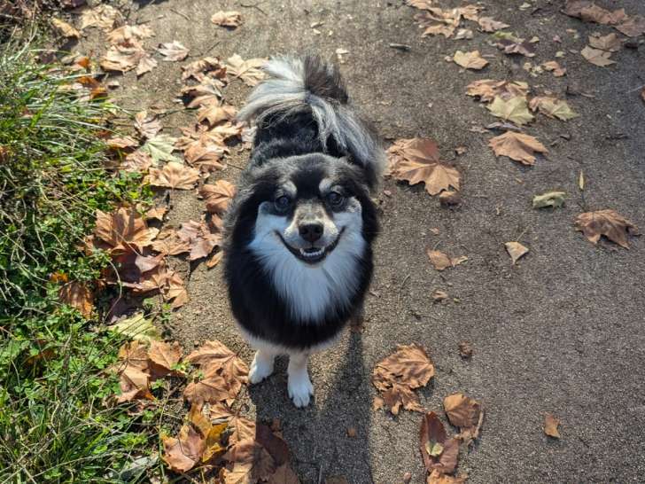 Bourges Éducation Canine