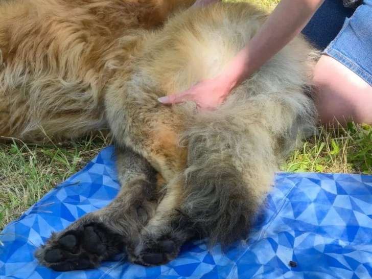 La Patte dans la Paume