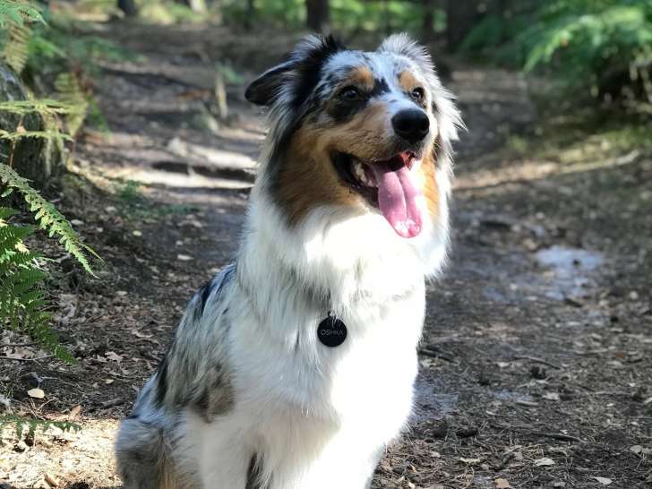 Centre aéré des 4 pattes