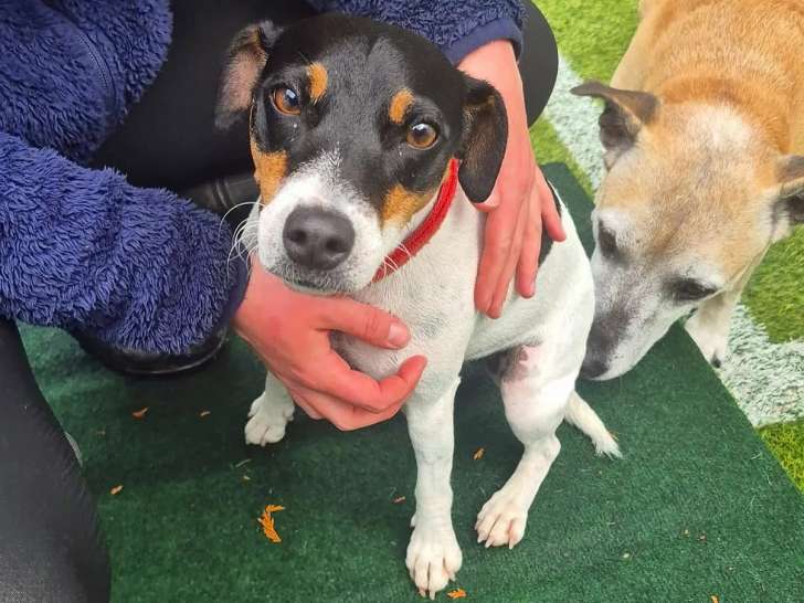 Chenil des Evouettes