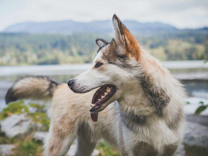 Livia - Guid’Animale